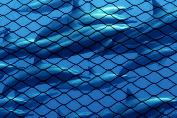 Dolphins in a net.
