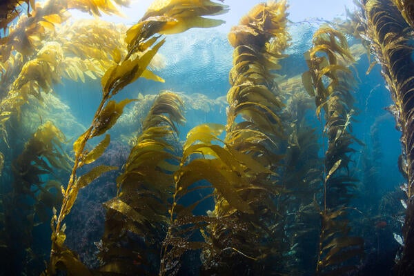 Wide Angle view of a kelp forest (Macrocystis pyrifera) at Catalina Island, California
