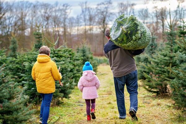 A person carrying a Christmas tree on a farm with two children. 