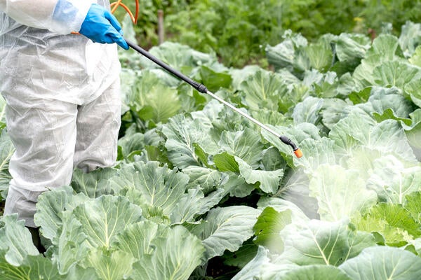 A farmer in a protective white suit sprays cabbage with pesticides (Getty Images/ Anton Skripachev).