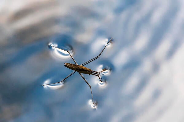 The Waterloo team was inspired by the movement strategy of Gerridae insects, commonly known as water striders