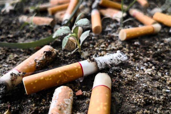 Cigarette butts discarded on ground