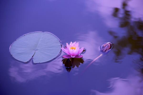 Purple lotus flower in water