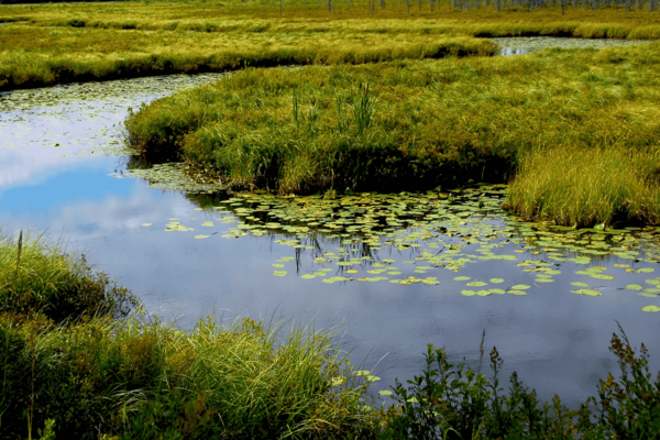 Wetland landscape in Ontario