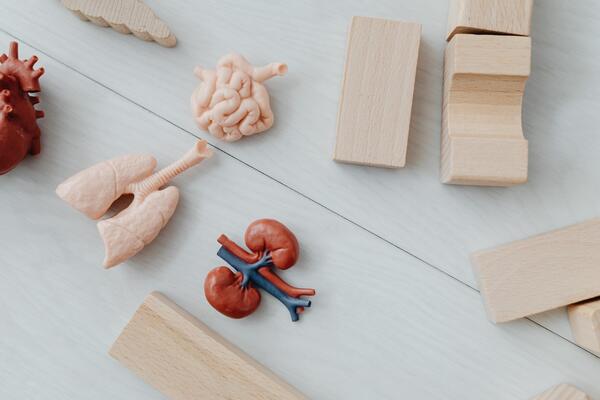 models of anatomical kidneys, lungs, heart