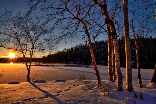 Sun rises over winter scene with birch trees and snow covered lake.