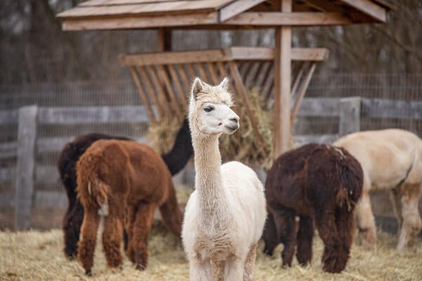 Alpacas. 