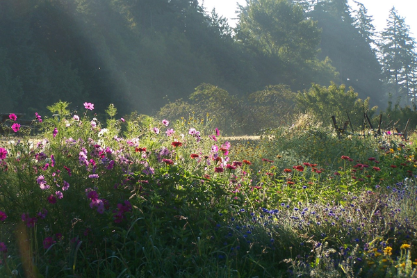 A sun-swept field with wildflowers and trees in background