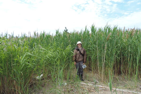 Rebecca Rooney is wearing rain gear in a wetland in Long Point, Ontario.