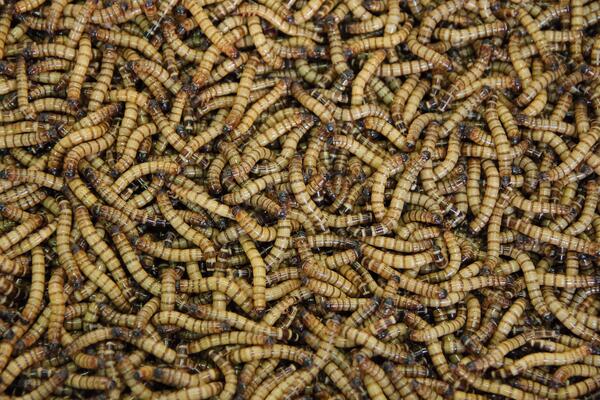 Thousands of mealworms