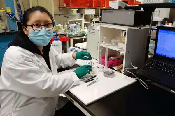 Wenyu Gao wearing a lab coat, gloves and mask, holding the prototype saliva sensor in the lab
