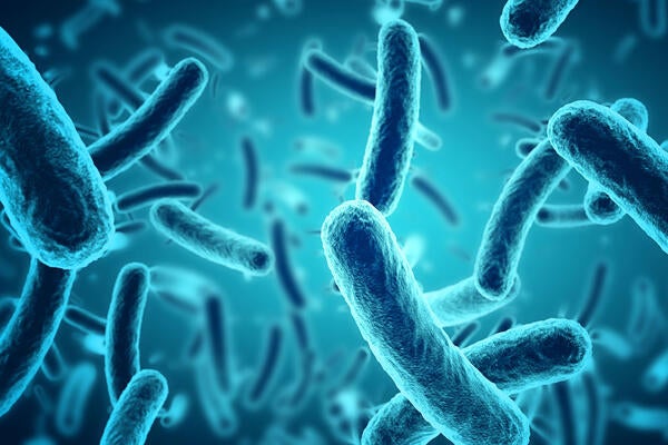 Salmonella microbes
