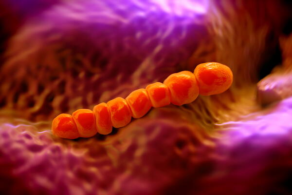 magnification of Streptococcus pneumoniae 