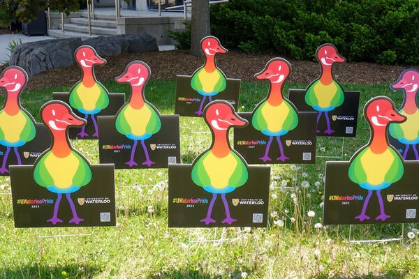Rainbow geese lawn signs