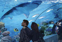 Man and woman look at a shark at Ripley's Aquarium