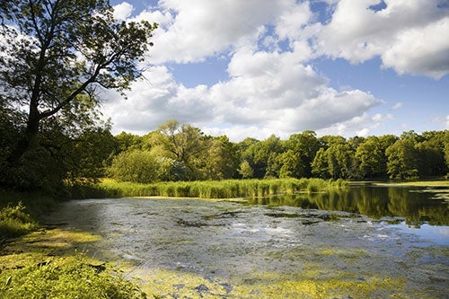 algae covering a lake