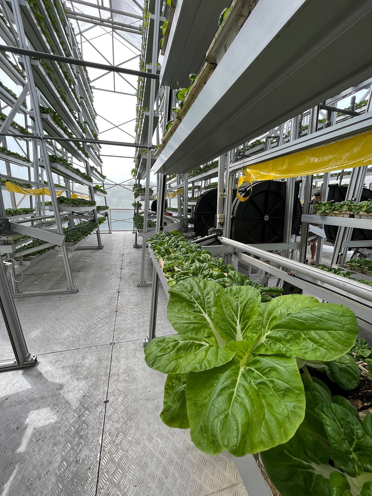 An indoor, vertical farm producing leafy greens.