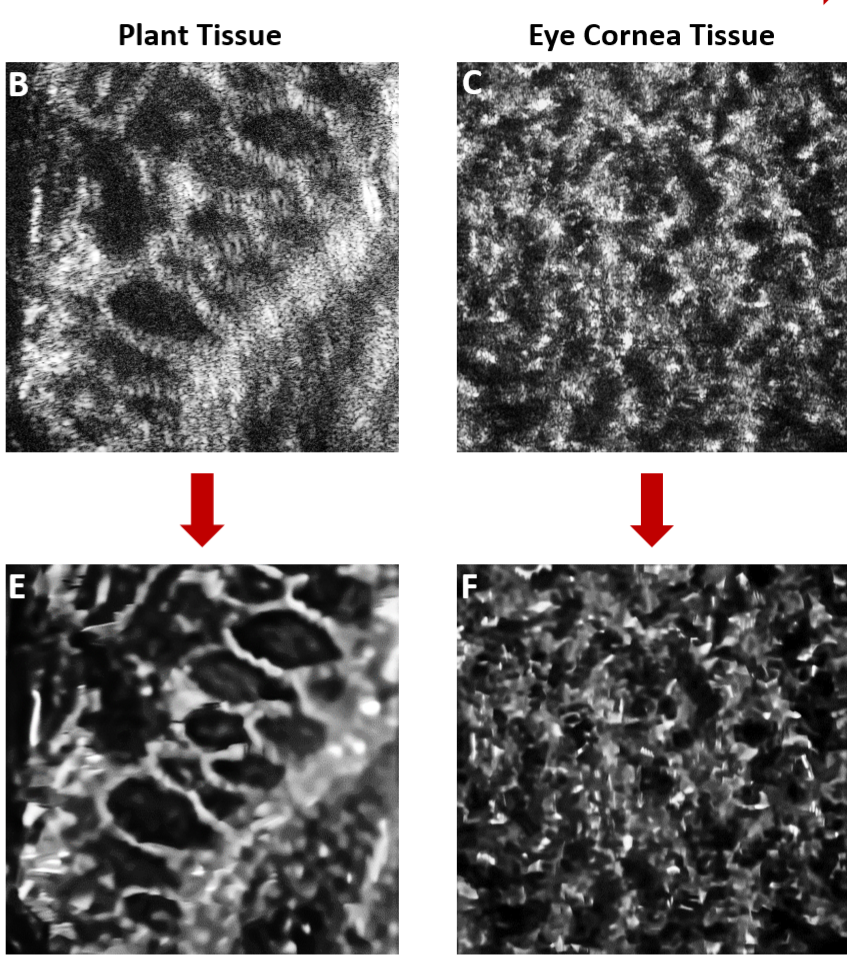 Before (top) and after (bottom) closeup images of a cucumber (left) and a human cornea (right) show how their clarity and detail