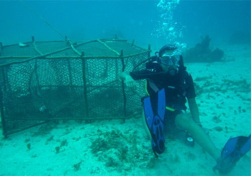 Cheryl Chan scuba diving
