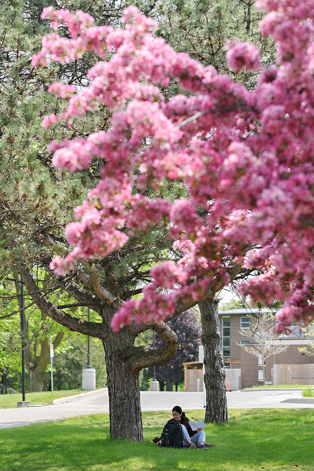 Student sitting under a tree on campus, journaling