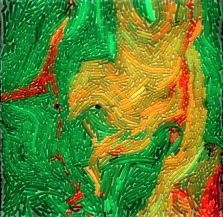 In this microscopic view, red and green cells exchange DNA molecules and start to turn yellow as they transfer a plastic-eating 