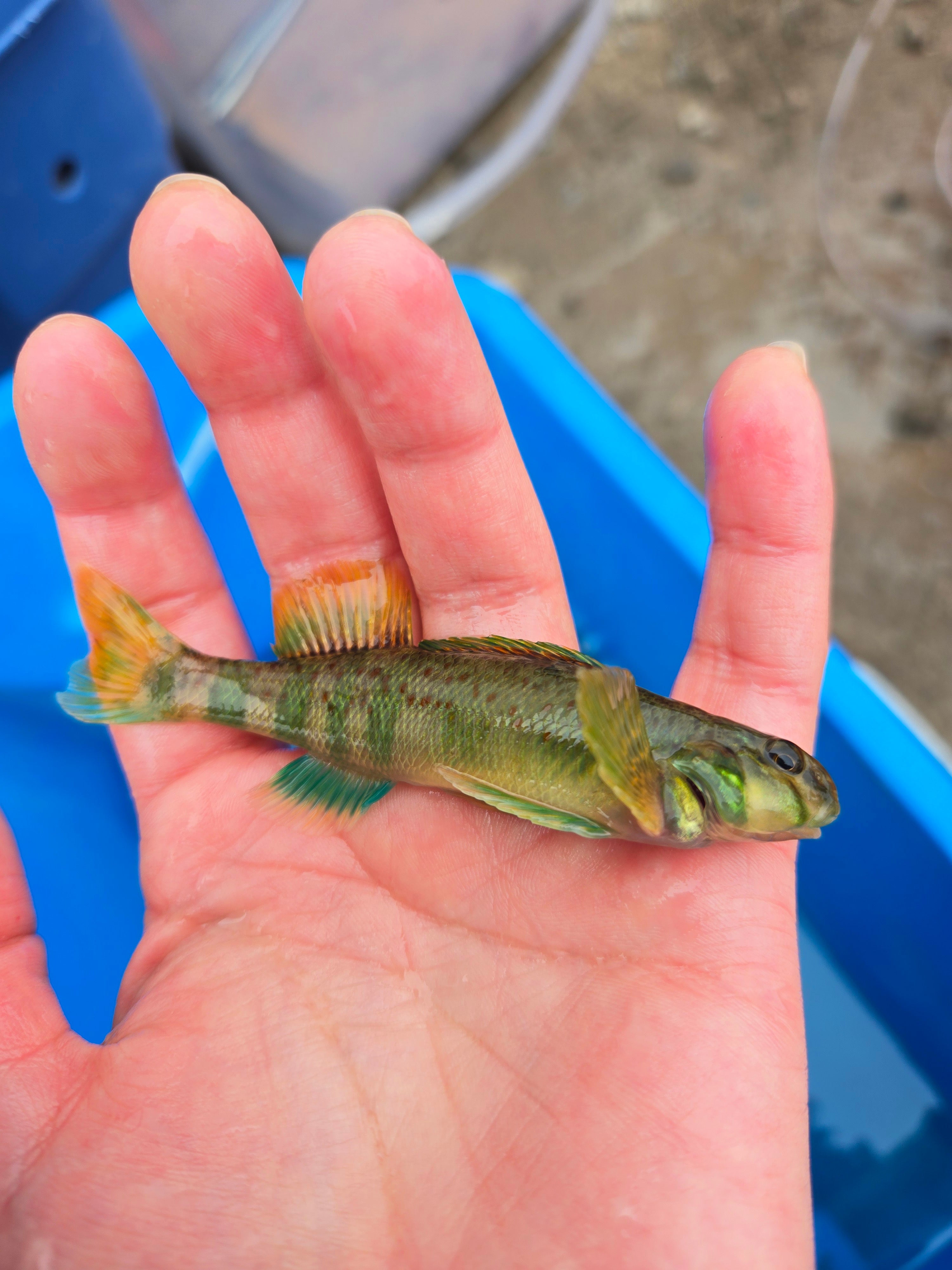 a small fish in the palm of someone's hand