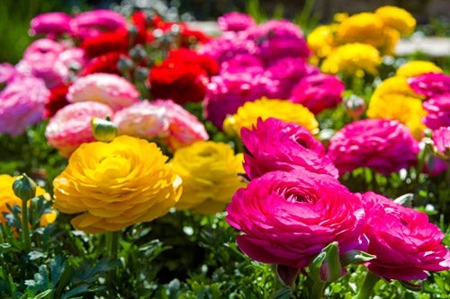 flowers