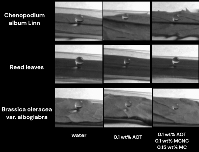 Animated sequence shows that a new formulation can significantly improve the adhesion of water droplets to various plant leaves.