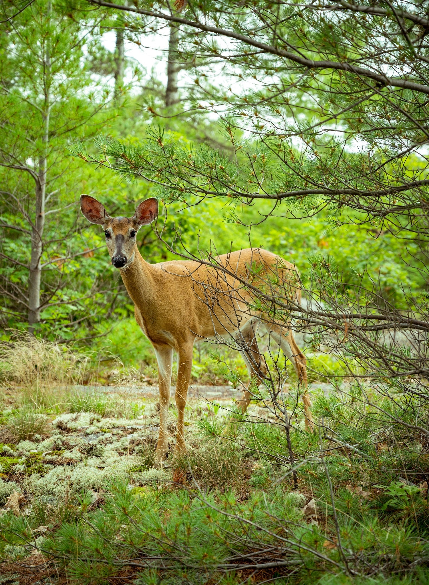 Deer in the woods.