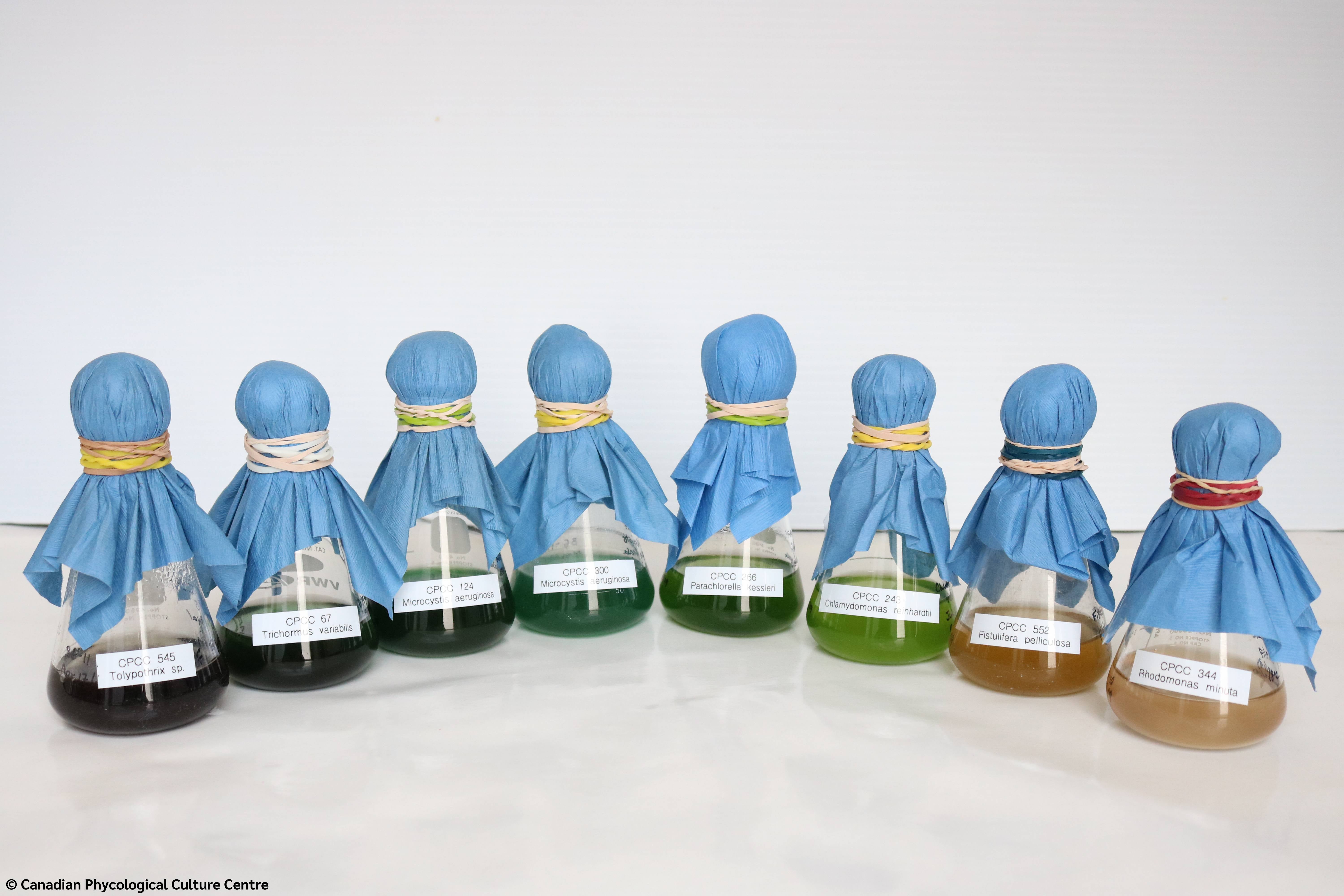 Flasks of different cyanobacteria samples