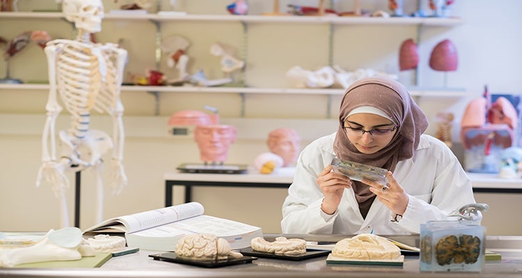 Student seated in a lab examining the parts of a human brain