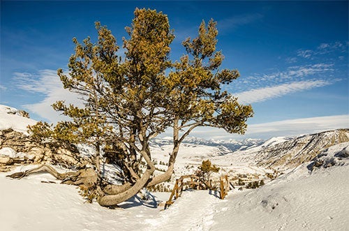 a decimated whitebark pine tree