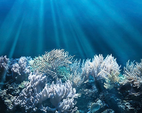 Ocean Floor