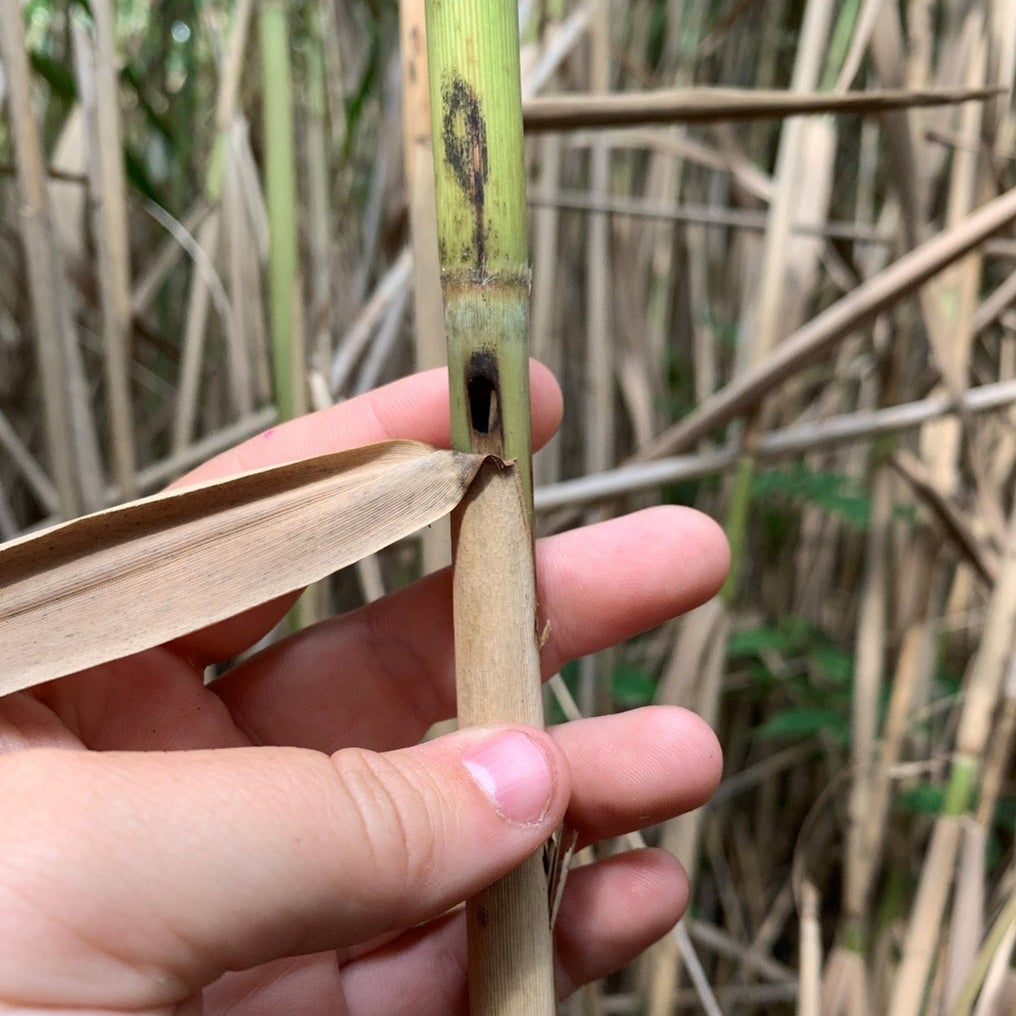 Phargmites stem with moth hole.