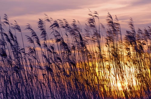 Phragmites australis