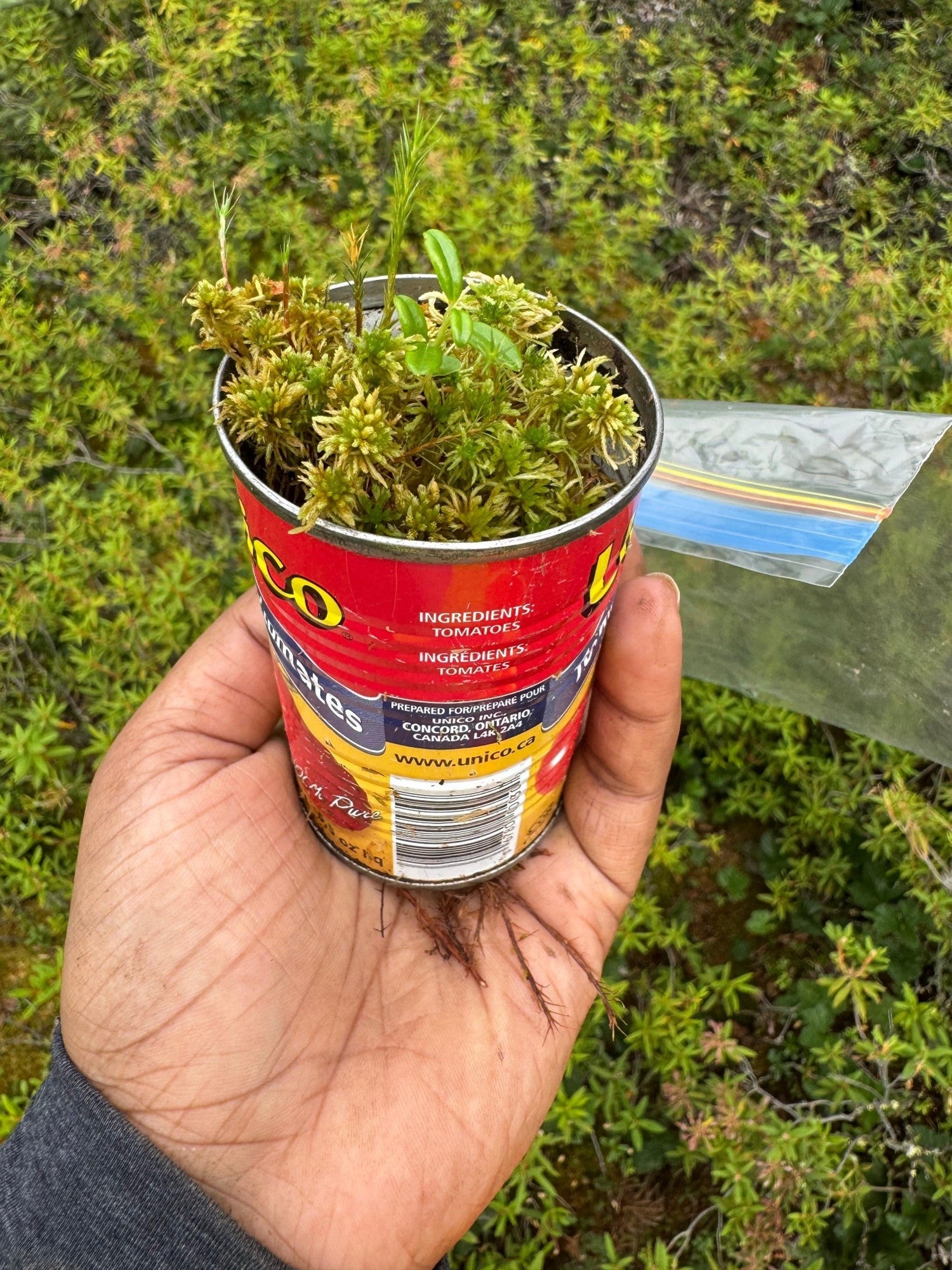 A peat core collected in a small tin container allows researchers to weigh plant material and assess species composition