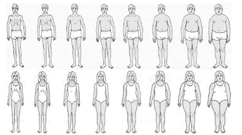 Figural drawing scales displaying body images of increasing weight.
