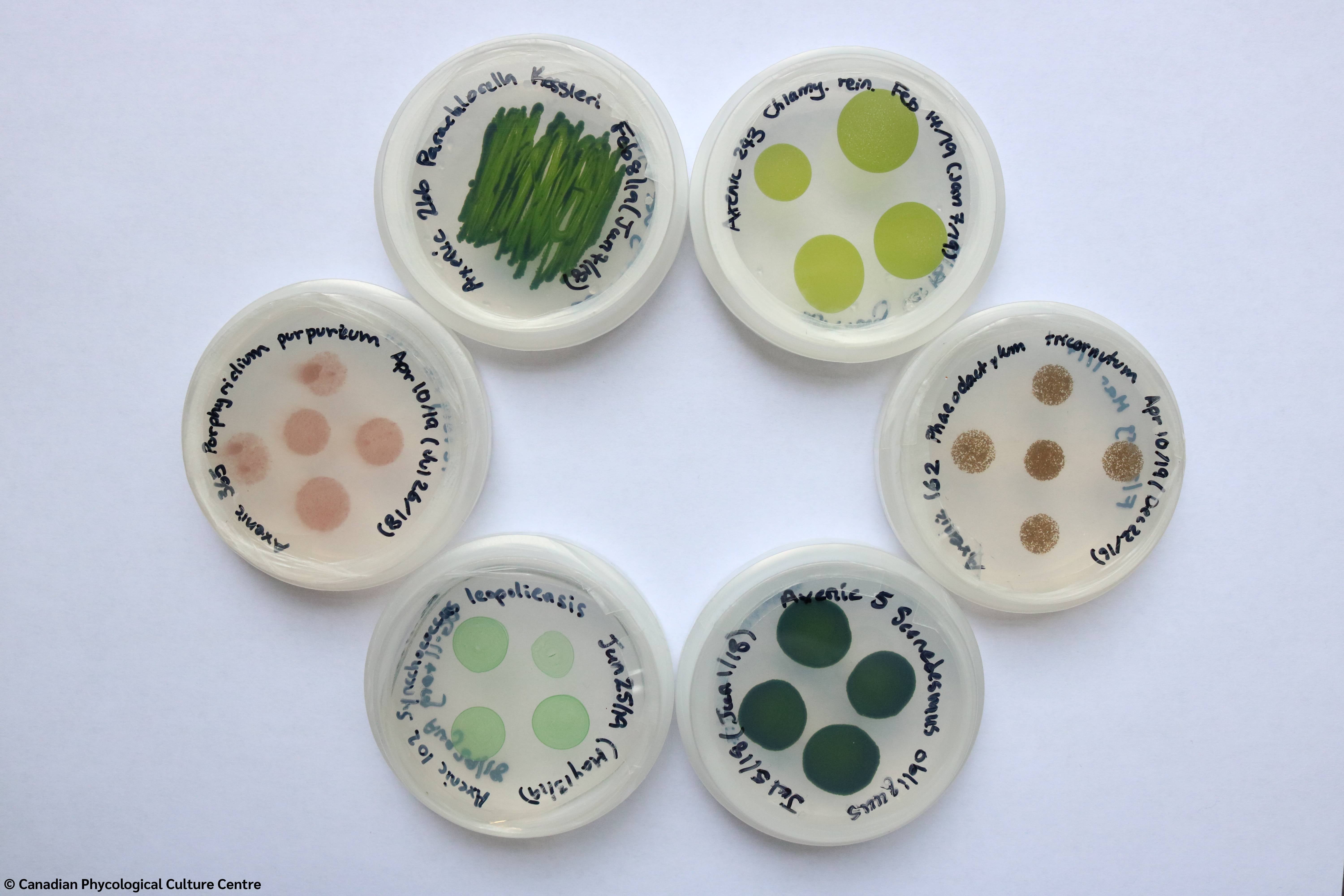 Six plate disks with different microalgae