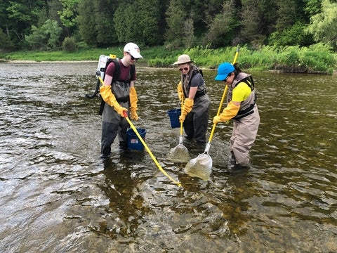 Three people standing in a stream collecting fish with nets