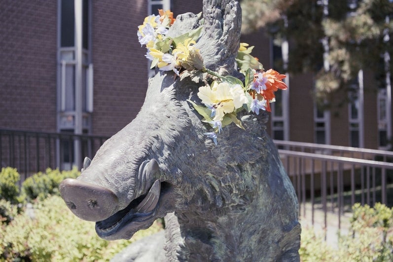 Porcellino the Boar statue with a flower crown on its head