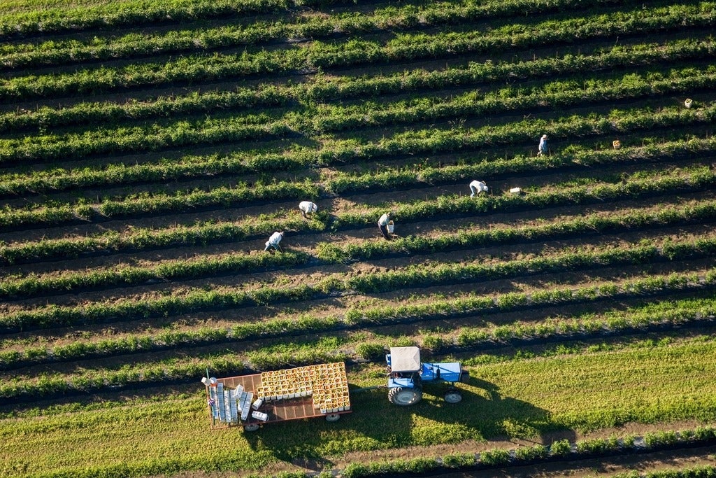 Aerial view of a tractor on a large green field