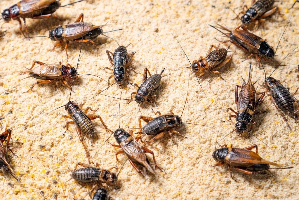 Crickets in a food production facility.