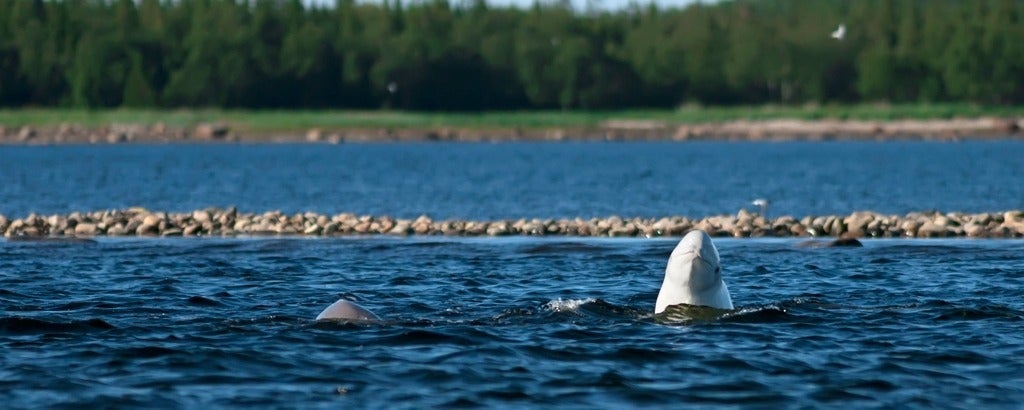 Beluga whale popping head up out of the water
