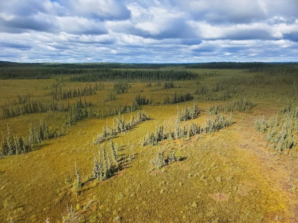 Dry green field 