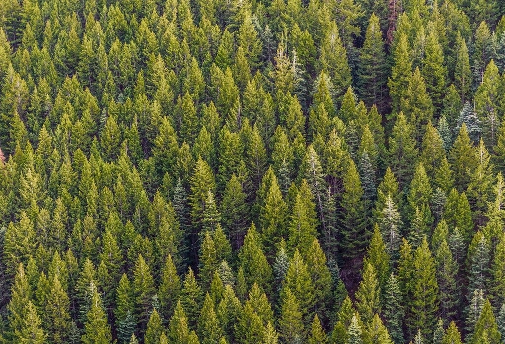 aerial view of an evergreen forest