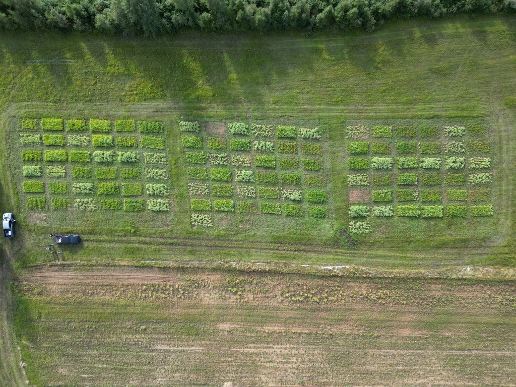 Aerial shot of a farm growing peas and oats.
