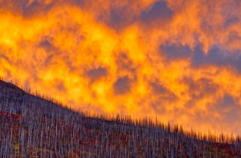 massive wildfire looms over treed area