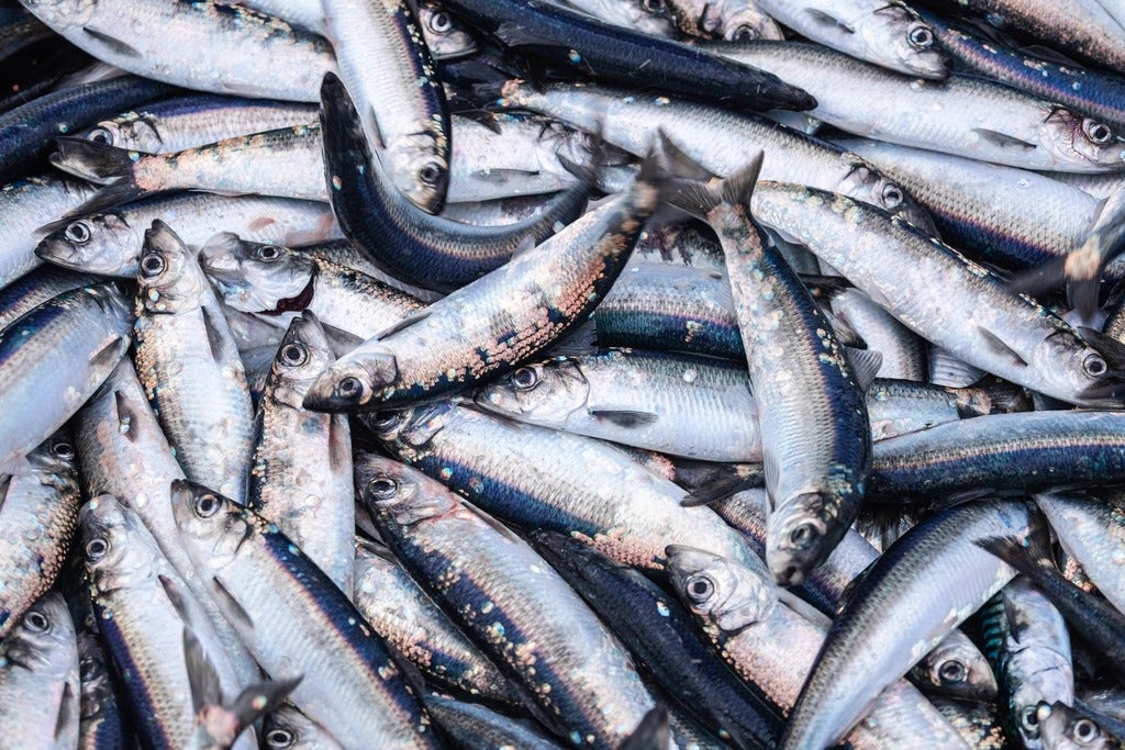 A huge catch of herring fish on the boat out in the North Sea