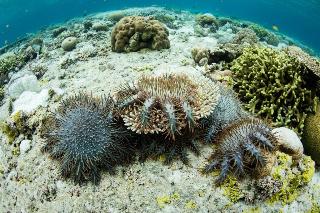Crown of thorns starfish feeding on corals