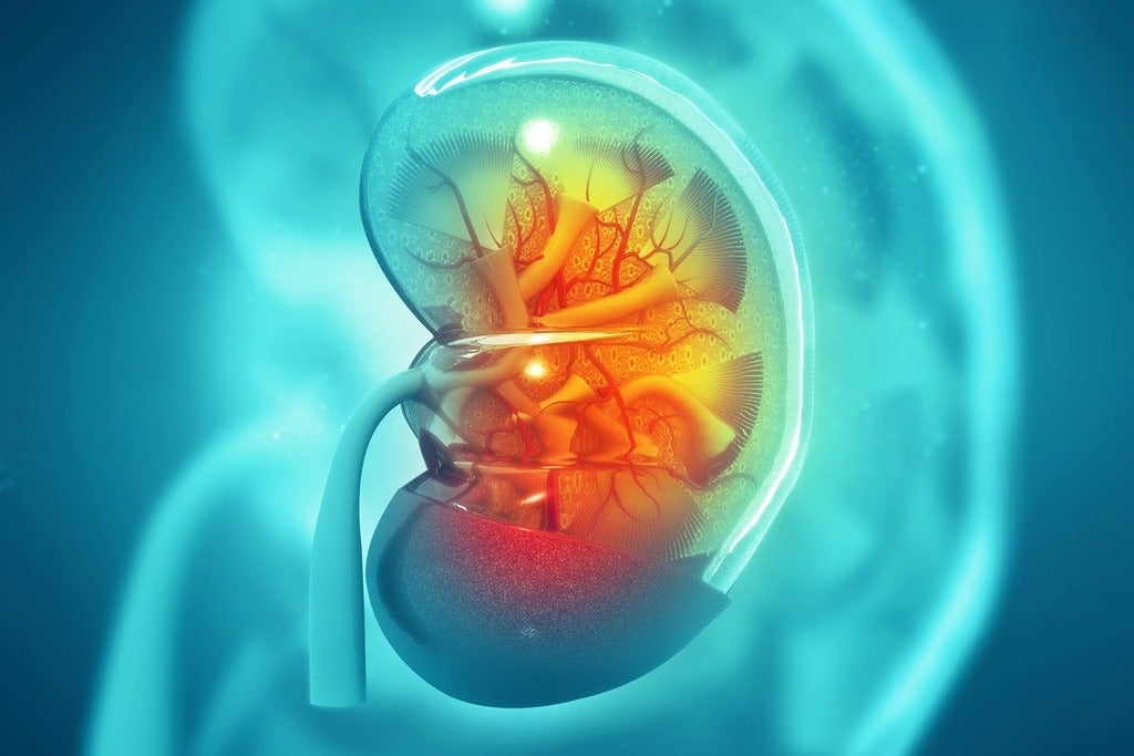 drawing of a kidney